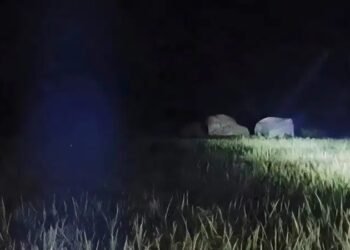west singhbhum elephants terror-नोवामुंडी पहुंचा हाथियों का झुंड, वन विभाग ने सुरक्षित जंगल की ओर खदेड़ा, ग्रामीणों से सर्तक रहने की अपील west singhbhum elephants terror-नोवामुंडी पहुंचा हाथियों का झुंड, वन विभाग ने सुरक्षित जंगल की ओर खदेड़ा, ग्रामीणों से सर्तक रहने की अपील