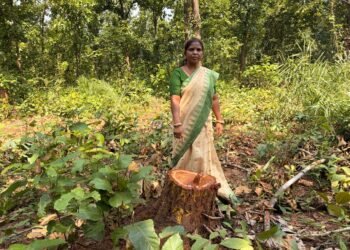 jamshedpur rural- तसरीशोल जंगल से साल पेड़ों की कटाई को लेकर पद्मश्री जमुना टुडू ने चिंता जतायी, कहा-दोषियों पर कार्रवाई करें विभाग jamshedpur rural- तसरीशोल जंगल से साल पेड़ों की कटाई को लेकर पद्मश्री जमुना टुडू ने चिंता जतायी, कहा-दोषियों पर कार्रवाई करें विभाग