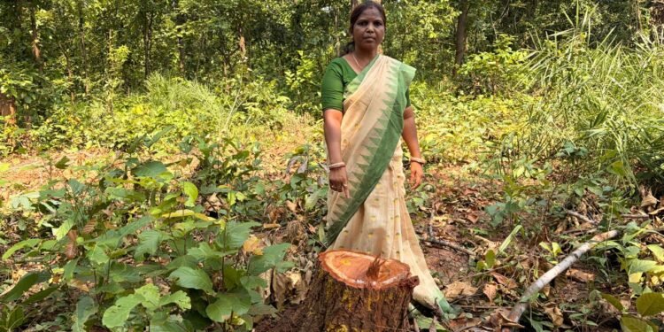 jamshedpur rural- तसरीशोल जंगल से साल पेड़ों की कटाई को लेकर पद्मश्री जमुना टुडू ने चिंता जतायी, कहा-दोषियों पर कार्रवाई करें विभाग jamshedpur rural- तसरीशोल जंगल से साल पेड़ों की कटाई को लेकर पद्मश्री जमुना टुडू ने चिंता जतायी, कहा-दोषियों पर कार्रवाई करें विभाग