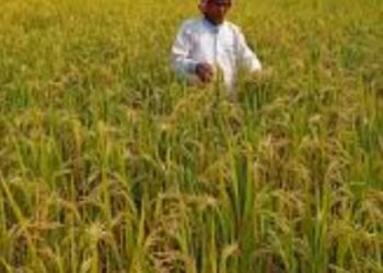 Jamshedpur rural farmers : अर्नब तूफान ने बहरागोड़ा और चाकुलिया के किसानों की बढ़ाई चिंता, धान की फसल तैयार, भारी बारिश हुई तो किसानों को भारी नुकसान Jamshedpur rural farmers : अर्नब तूफान ने बहरागोड़ा और चाकुलिया के किसानों की बढ़ाई चिंता, धान की फसल तैयार, भारी बारिश हुई तो किसानों को भारी नुकसान