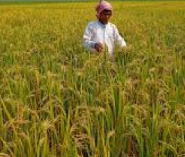 Jamshedpur rural farmers : अर्नब तूफान ने बहरागोड़ा और चाकुलिया के किसानों की बढ़ाई चिंता, धान की फसल तैयार, भारी बारिश हुई तो किसानों को भारी नुकसान Jamshedpur rural farmers : अर्नब तूफान ने बहरागोड़ा और चाकुलिया के किसानों की बढ़ाई चिंता, धान की फसल तैयार, भारी बारिश हुई तो किसानों को भारी नुकसान